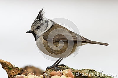 Crested Tit in Profile Stock Photo