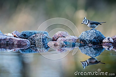 Crested Tit`s reflection Stock Photo