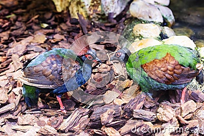 Crested wood partridge. Bird and birds. Water world and fauna. Wildlife and zoology. Stock Photo