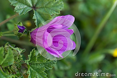 Cretan hollyhock Lavatera cretica Stock Photo