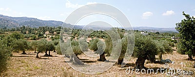 Cretan olive grove Stock Photo