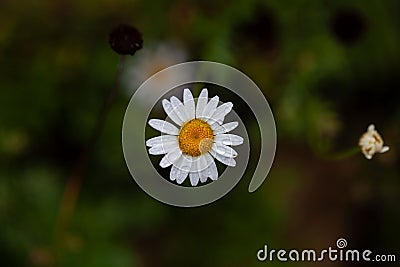 Cretian mat daisy, Anthemis cretica Stock Photo