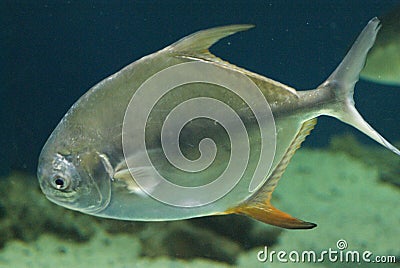 Crevalle Jack Editorial Stock Photo