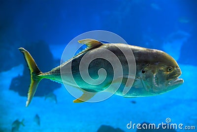 The crevalle jack Caranx hippos underwater Stock Photo