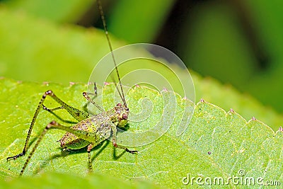 Cricket Stock Photo