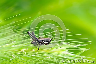 Cricket black and brown Stock Photo