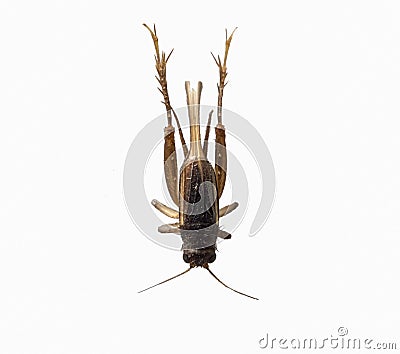 Cricket brown insect small on white background Stock Photo
