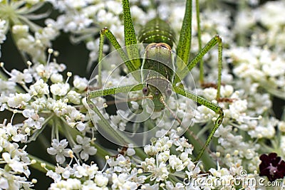 Cricket Insect Eyes Stock Photo