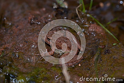 Cricket frog Stock Photo