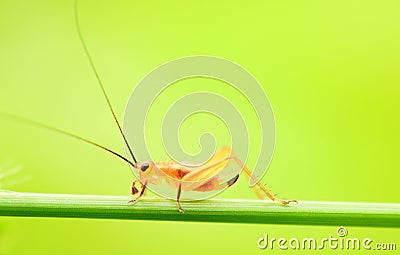 Cricket on green nature Stock Photo