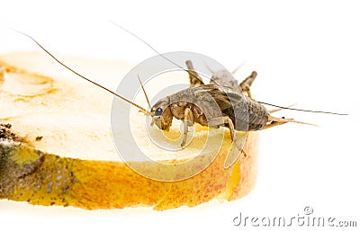 Cricket - Gryllus assimilis Stock Photo