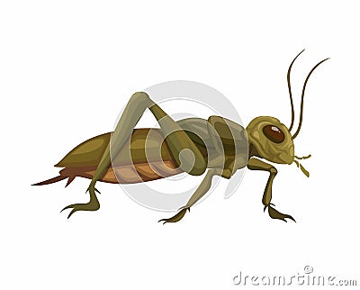 Cricket Insect Animal Species Cartoon illustration Vector Vector Illustration