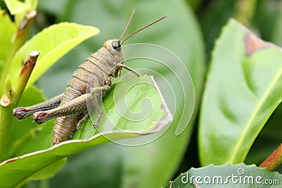 Cricket insect on the leaf nature beauty Stock Photo