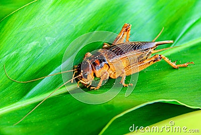 Cricket in nature Stock Photo