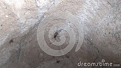 Crickets are in the cave stock footage. Video of spider - 198799046