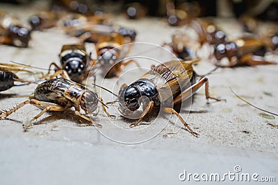 Crickets in farm, For consumption as food And used as animal feed. Stock Photo