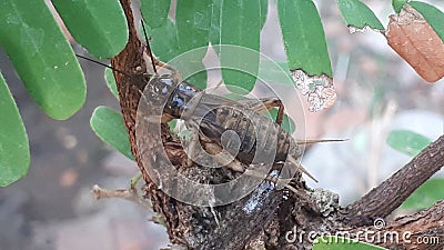 Crickets include insect-type animals including plant pests, male crickets can ring at night. Stock Photo