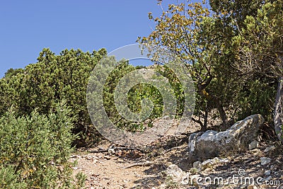 Crimean mountain forest on a clear sunny day Stock Photo