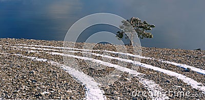 The Crimean pine over breakage Stock Photo
