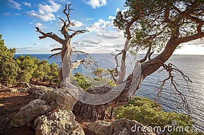 Crimean pine-tree over sea landscape Stock Photo