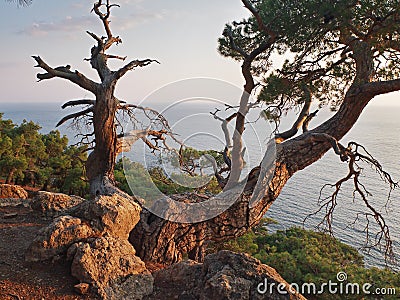 Crimean pine-tree over sea landscape Stock Photo