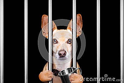 criminal dog behind bars in police station, jail prison, or shelter for bad behavior Stock Photo