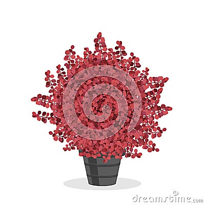 Crimson barberry bush trimmed into a ball shape Vector Illustration