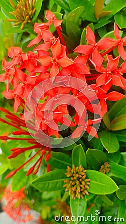 Crimson Blossom and Lush Green Leaves: A Captivating Close-Up Stock Photo