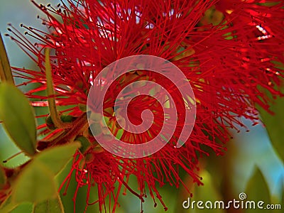 Crimson Bottlebrush-Callistemon citrinus Stock Photo