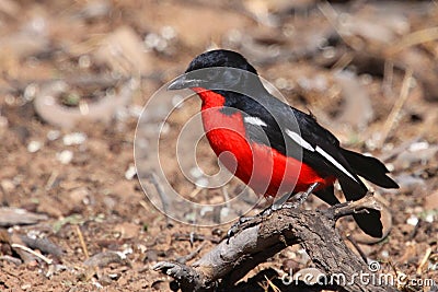 Crimson breasted shrike Stock Photo