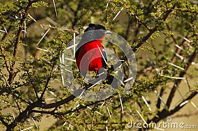 Crimson-breasted Shrike Stock Photo