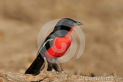 Crimson-breasted shrike Stock Photo