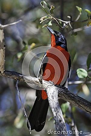 Crimson Breasted Shrike, South Africa Stock Photo