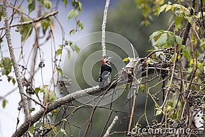 Crimson-breasted Woodpecker, Scarlet-breasted Woodpecker, Dryobates cathpharius, Pangolakha Wildlife Sanctuary, Sikkim, India Stock Photo
