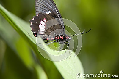 crimson butterfly Stock Photo