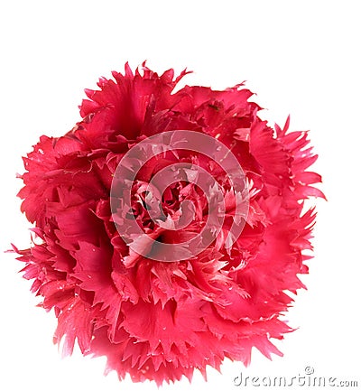 Crimson carnation flower Stock Photo