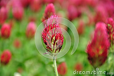 Crimson clover. Stock Photo