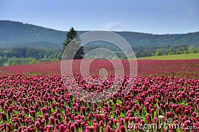 Crimson clover field in summer. Stock Photo