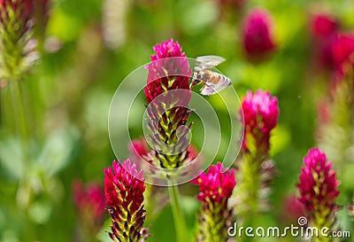 Crimson Clover, Trifolium incarnatum, with a honey bee Stock Photo