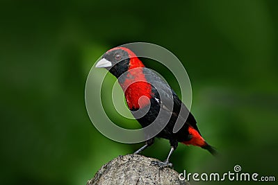 Crimson-collared Tanager, Ramphocelus sanguinolentus, exotic tropic red and black song bird form Costa Rica, in the green forest n Stock Photo
