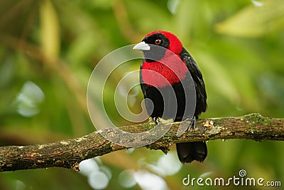 Crimson-collared Tanager - Ramphocelus sanguinolentus is small Middle American black and red song bird, sometimes own as Stock Photo