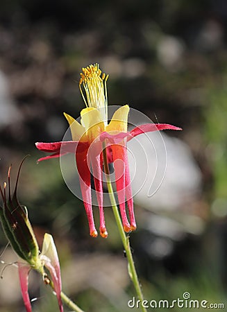 Crimson columbine Stock Photo