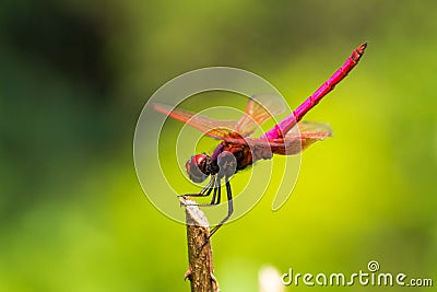 Crimson Dropwing dragonfly Stock Photo