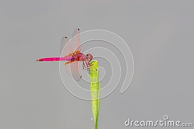 Crimson Dropwing male Trithemis aurora Stock Photo