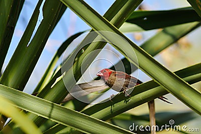 Crimson finch in the bush Stock Photo