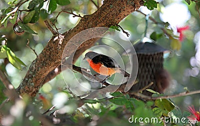 Crimson Finch Stock Photo