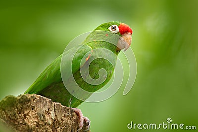 Crimson-fronted Parakeet, Aratinga funschi, portrait of light green parrot with red head, Costa Rica. Portrait of bird. Wildlife s Stock Photo