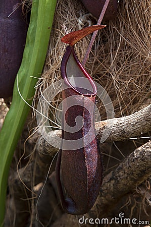 Crimson hanging pitcher plant Stock Photo