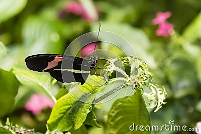 Crimson Longwing Butterfly Stock Photo