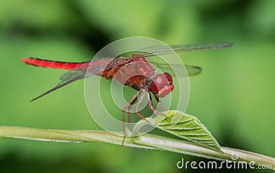 Crimson Marsh Glider Dragonfly (Male) Stock Photo